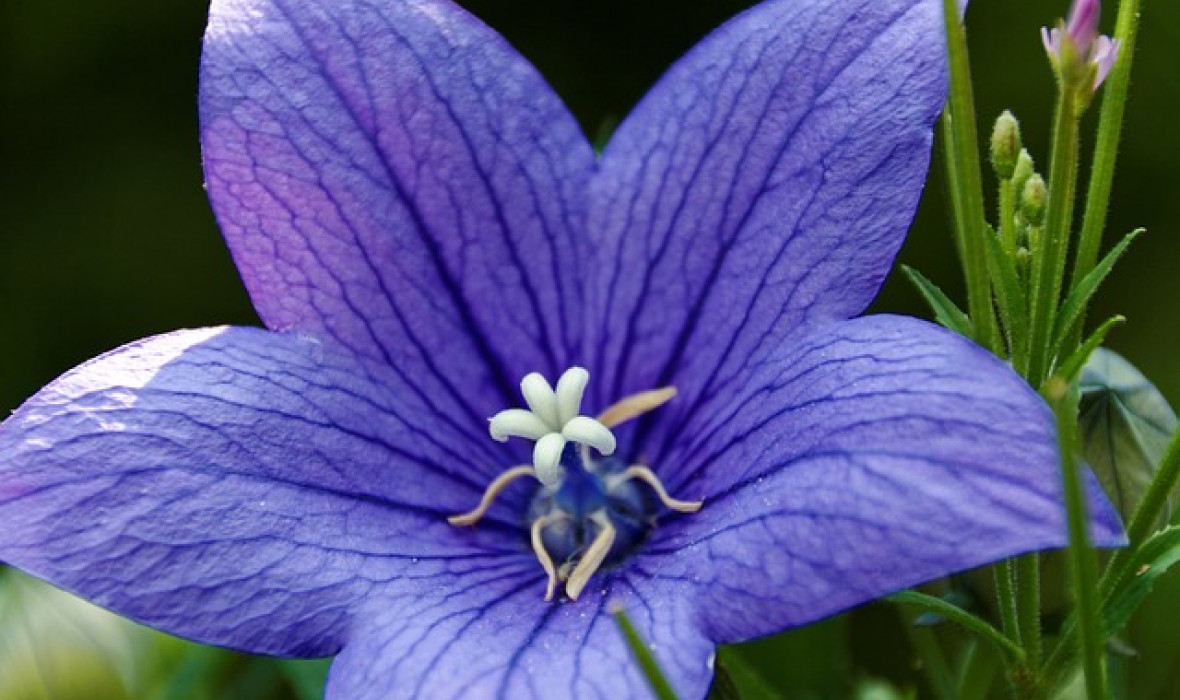 Rozwar wielkokwiatowy (Platycodon grandiflorus) – pielęgnacja i ciekawostki