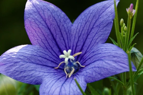 Rozwar wielkokwiatowy (Platycodon grandiflorus) – pielęgnacja i ciekawostki