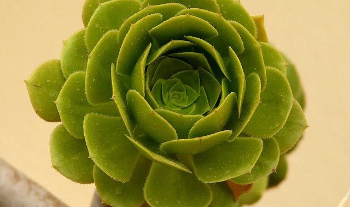 Eonium drzewiaste / Aeonium arboreum
