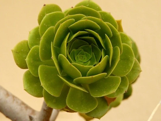Eonium drzewiaste / Aeonium arboreum