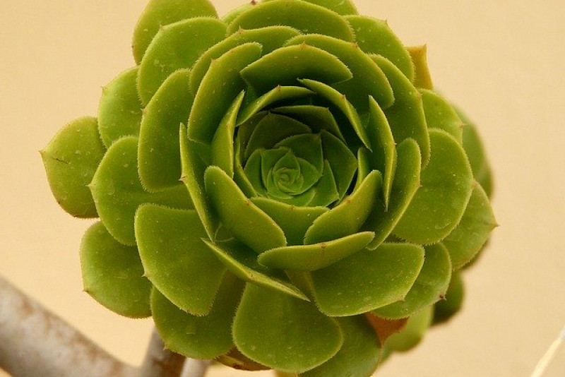 Eonium drzewiaste / Aeonium arboreum