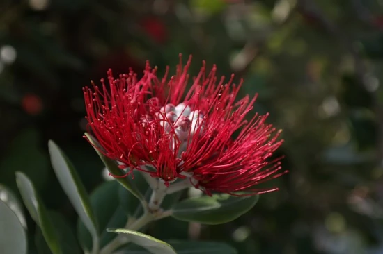 Metrosideros (Metrosideros excelsa)