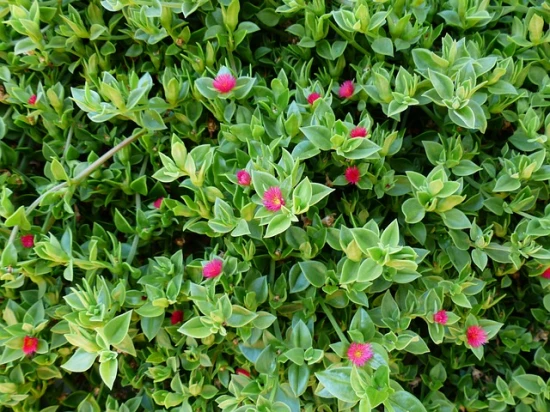Aptenia cordifolia / sercolistna