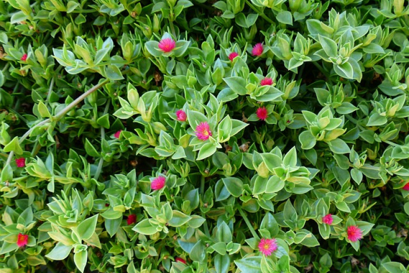 Aptenia cordifolia / sercolistna