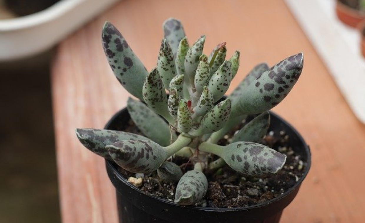 Adromischus cooperi - pielęgnacja