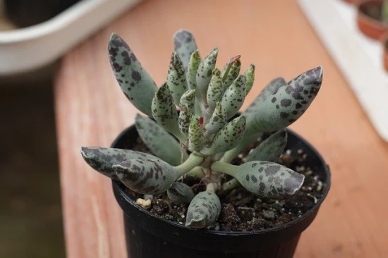 Adromischus cooperi - pielęgnacja