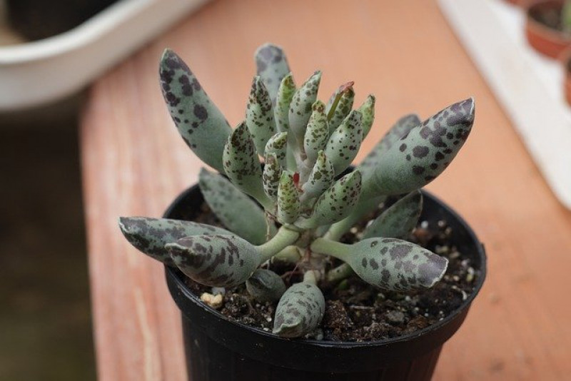 Adromischus cooperi - pielęgnacja