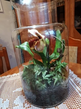 Orchidea i bluszcz