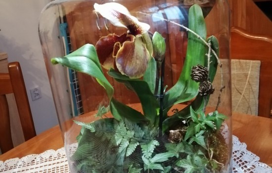 Orchidea i bluszcz