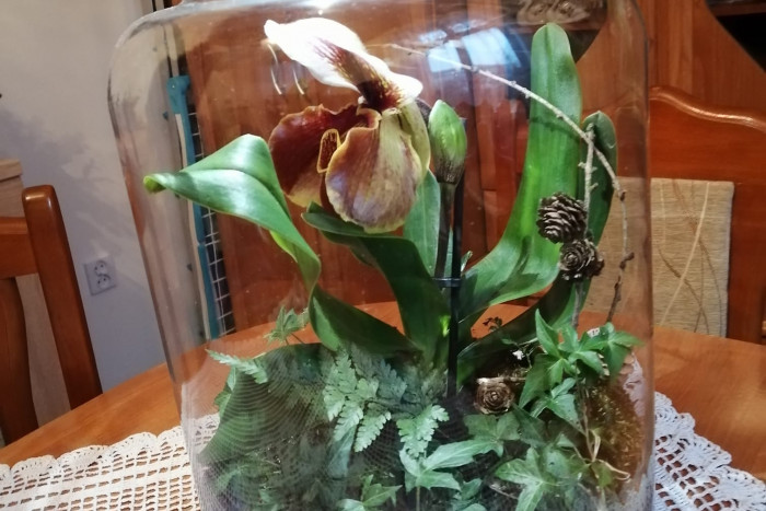 Orchidea i bluszcz