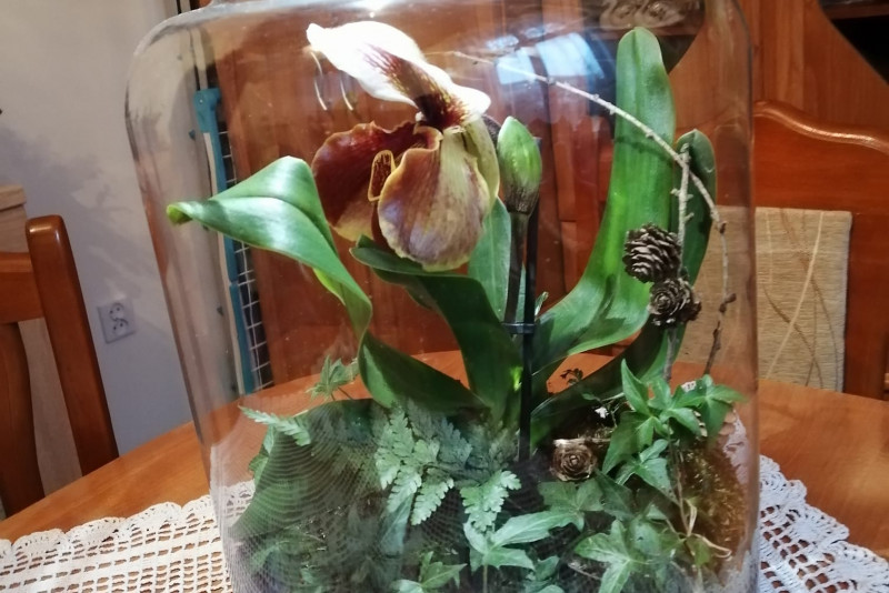 Orchidea i bluszcz