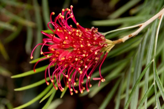 Grevillea Juniperina/Grewilla - pielęgnacja
