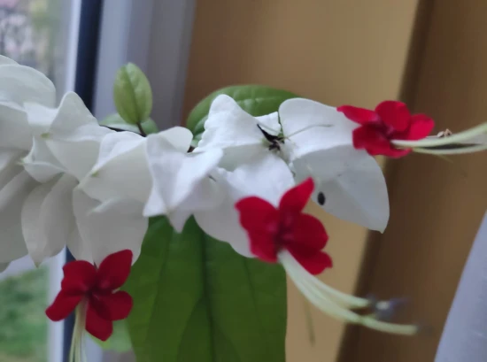 Clerodendrum Thomsoniae