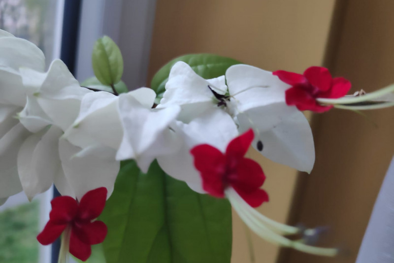Clerodendrum Thomsoniae