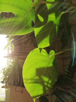 Monstera