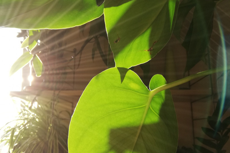 Monstera