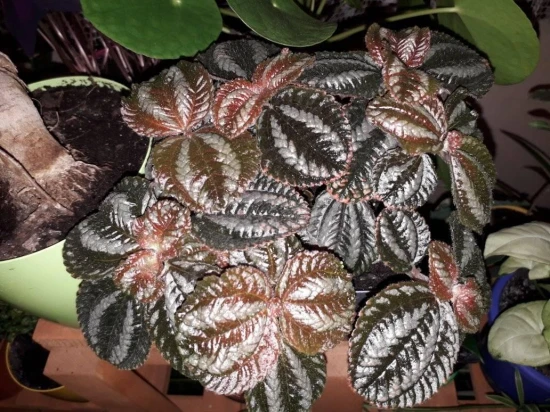 Pilea peruwiańska