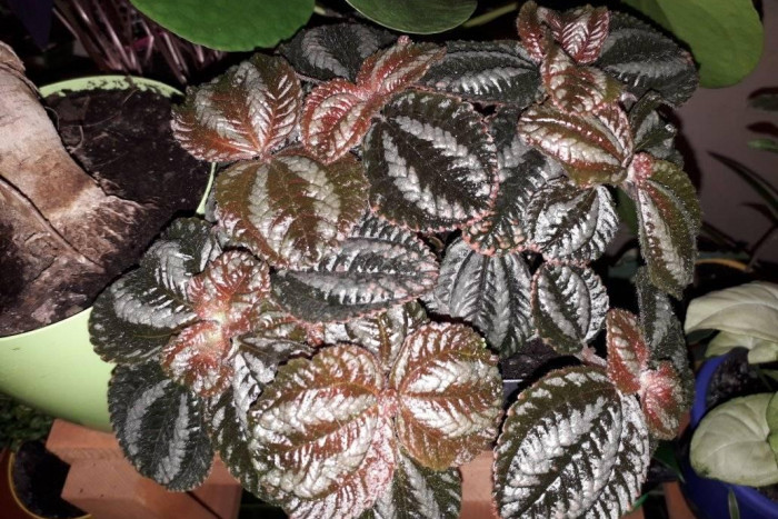 Pilea peruwiańska