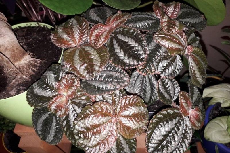 Pilea peruwiańska