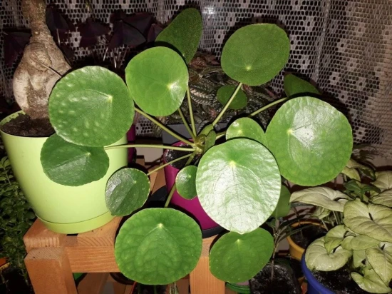 Pilea "pieniążek "