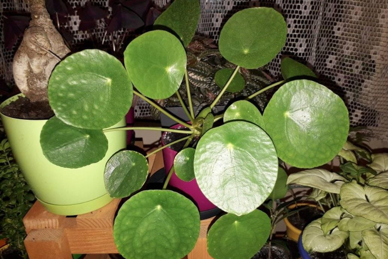 Pilea "pieniążek "