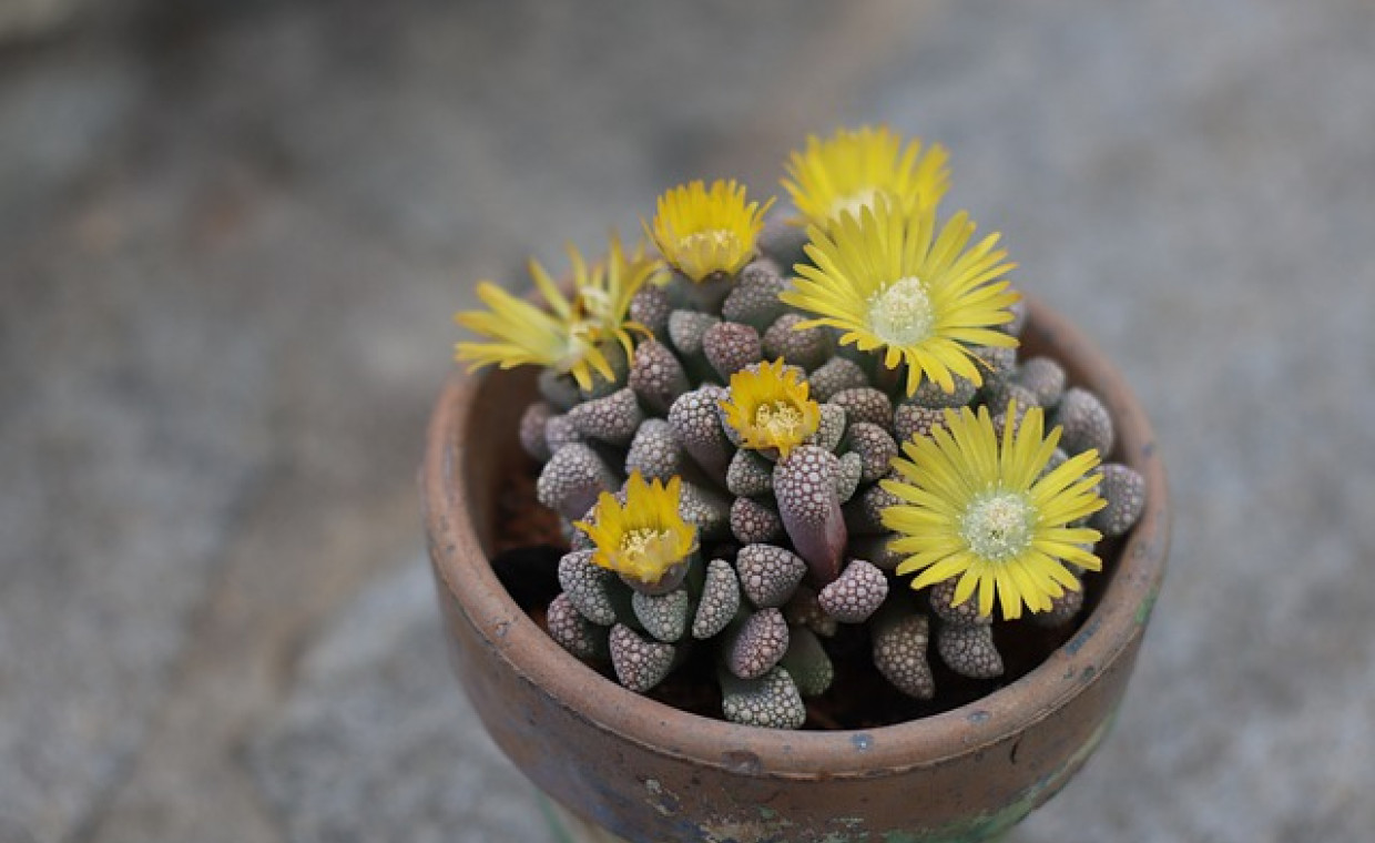 Titanopsis calcarea / Tytanek - pielęgnacja