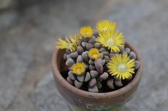 Titanopsis calcarea / Tytanek - pielęgnacja