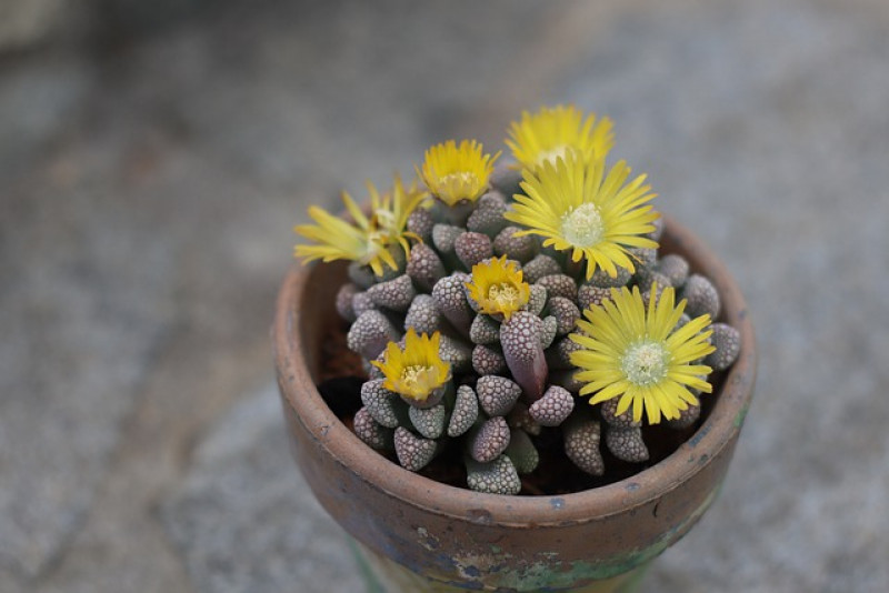 Titanopsis calcarea / Tytanek - pielęgnacja