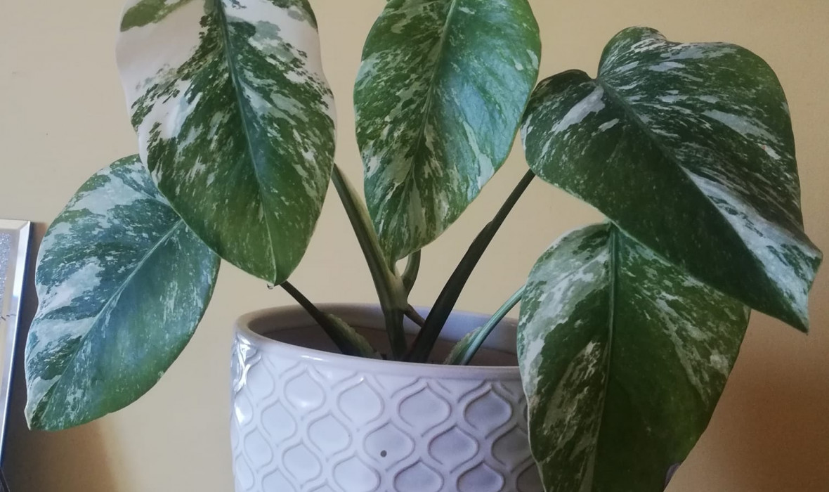 Monstera variegata