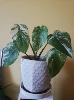 Monstera variegata