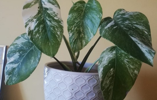 Monstera variegata