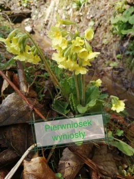 Pierwiosnek wyniosły
