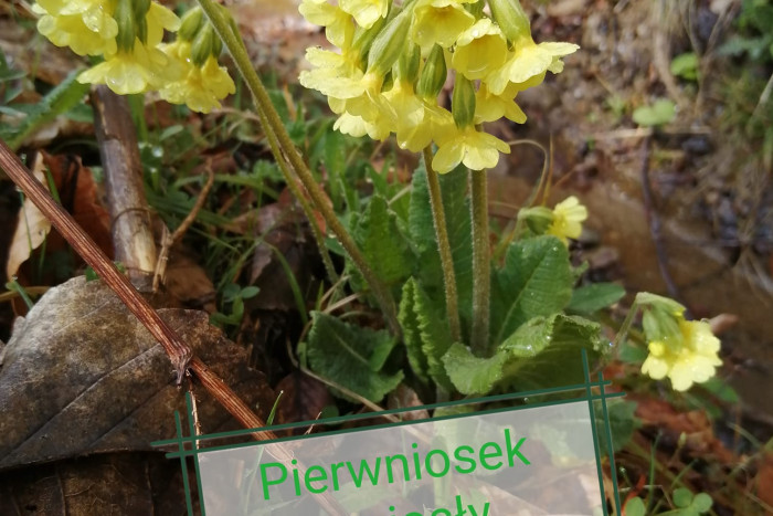 Pierwiosnek wyniosły