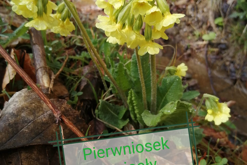 Pierwiosnek wyniosły
