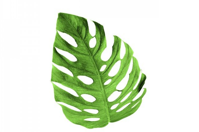 Monstera ‘Monkey Mask’ - pielęgnacja