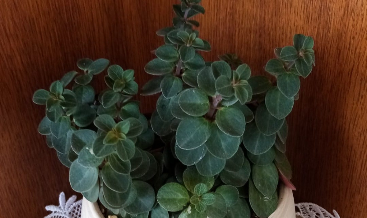 Peperomia Verticillata