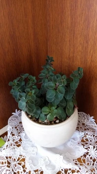 Peperomia Verticillata