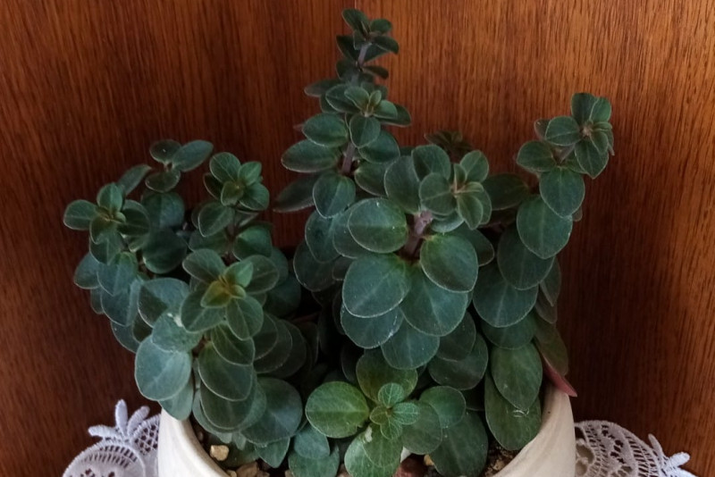 Peperomia Verticillata