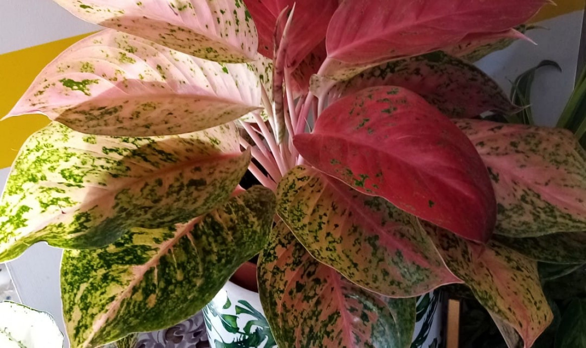 Aglaonema prestige