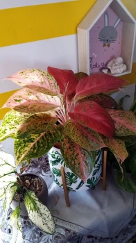 Aglaonema prestige