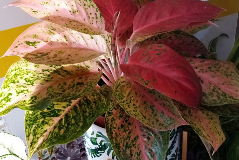 Aglaonema prestige