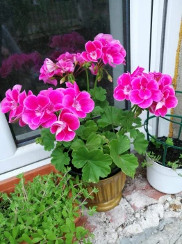Pelargonia