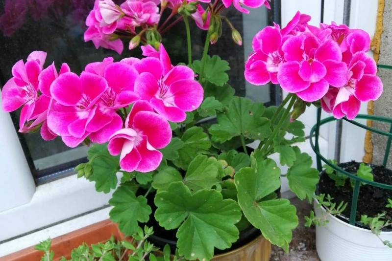 Pelargonia