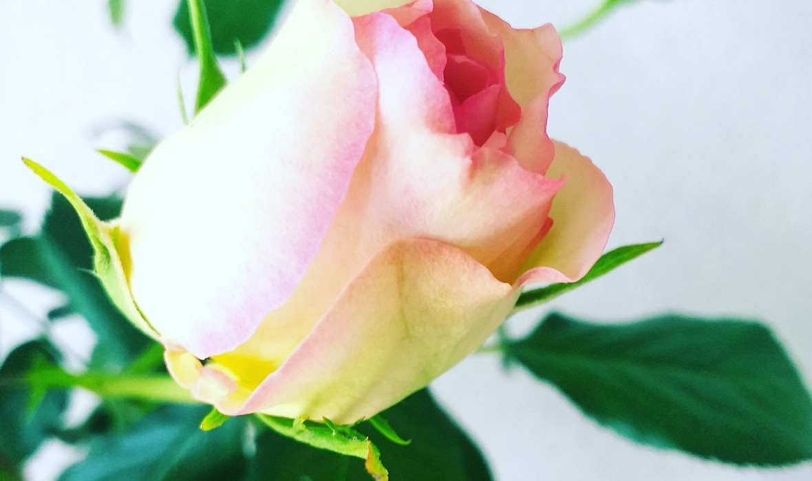 Eden rose (na pniu)