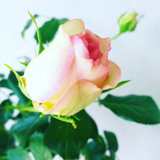 Eden rose (na pniu)