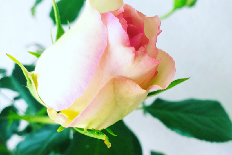 Eden rose (na pniu)