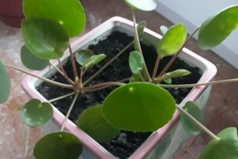 Pilea "pieniążek "