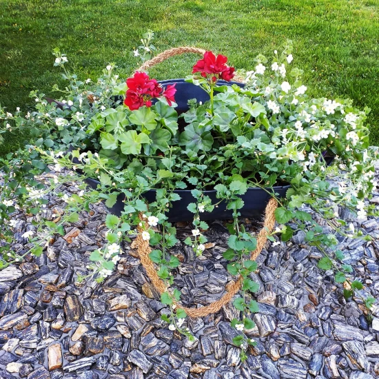 Pelargonia + bacopa