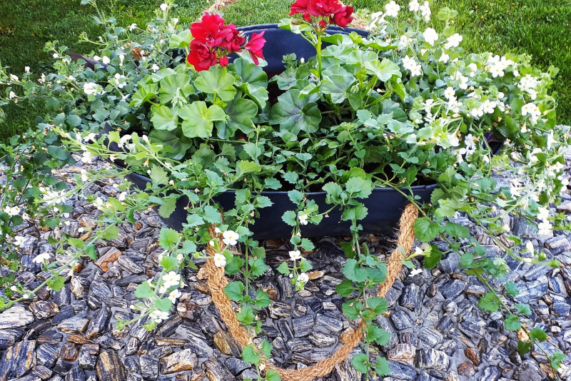 Pelargonia + bacopa