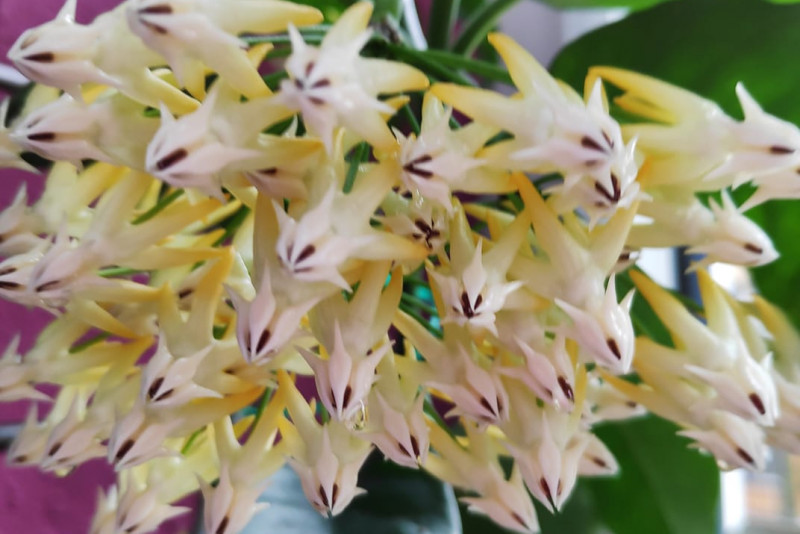 Hoya Multiflora